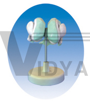 The model of ventricles base of nucleus